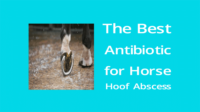 Best antibiotic for horse hoof abscess