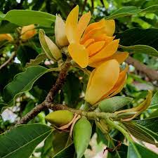Dicas e cuidados sobre a Magnolia amarela