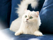 The Life of Animals . Turkish Angora . Turkish Angora Cats have a silky tail . (turkish angora )