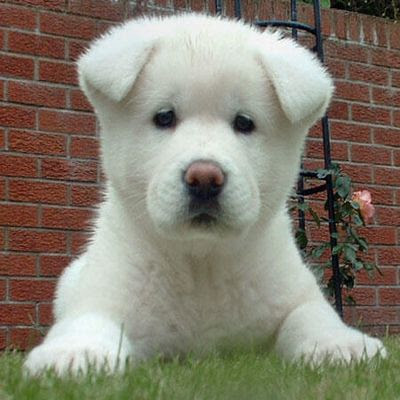 Akita Puppy Pictures and Information