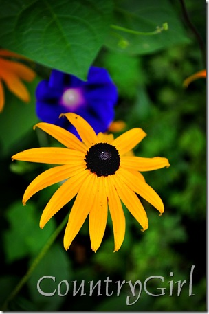 black eyed susan-1