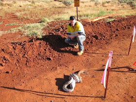 snake eats lizard, python eats lizard three times its size, snake vs lizard