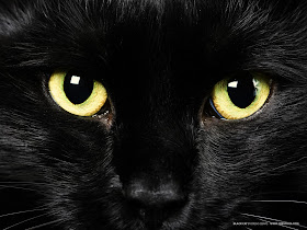 Black Cat Yellow Eye Wallpaper