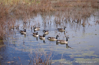 Canada Geese