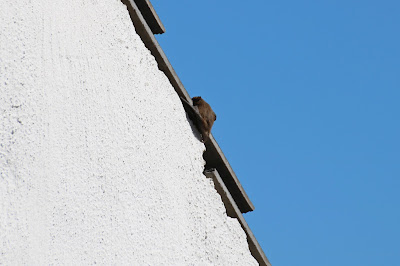 Ruige Dwergvleermuis - Rûge Lytse Flearmûs - Pipistrellus nathusii