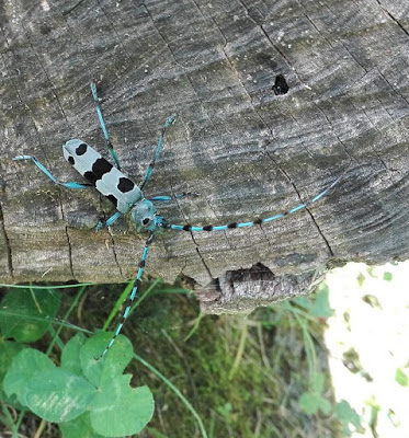 Rosalia alpina