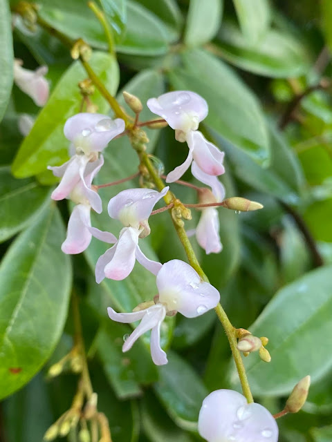 Deguelia scandens