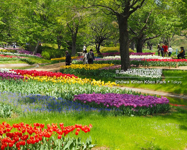 Tulip At Showa Memorial Park 昭和記念公園 Tokyo Trip