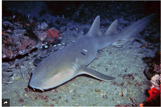 Lixa Shark Ginglymostoma Cirratum, Known As Nurse Shark