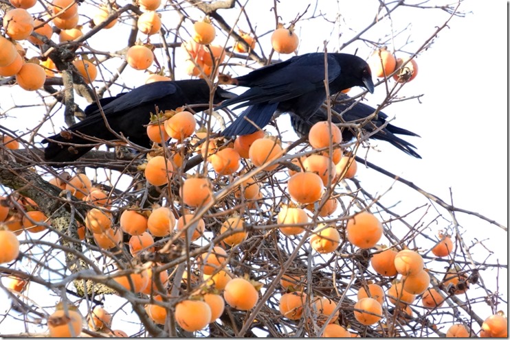 paris crows in the persimmons SC 091618 00000
