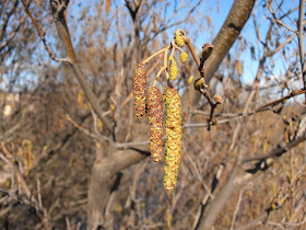 Amentos de Aliso (Alnus glutinosa)