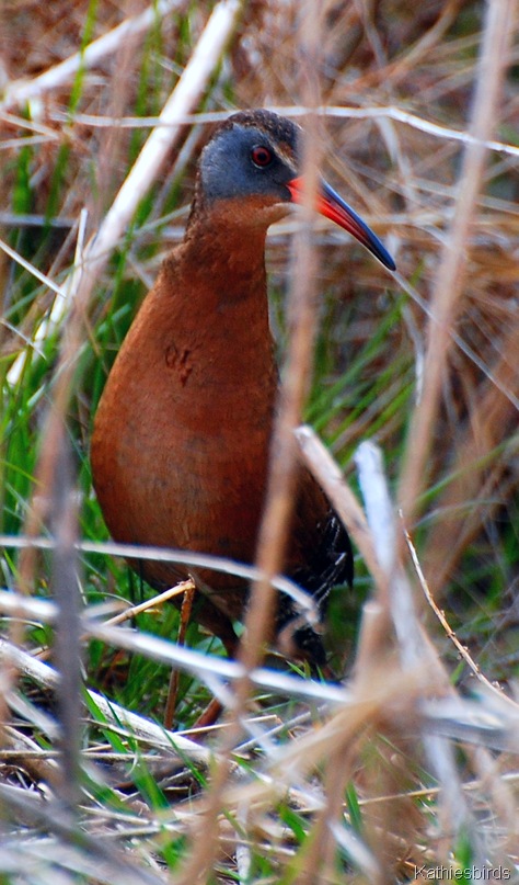 2. Virginia rail-kab