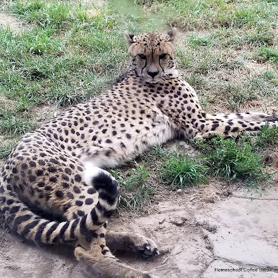 A Columbus Zoo PhotoJournal on Homeschool Coffee Break @ kympossibleblog.blogspot.com