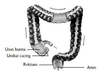 Usus Besar Organ Pencernaan