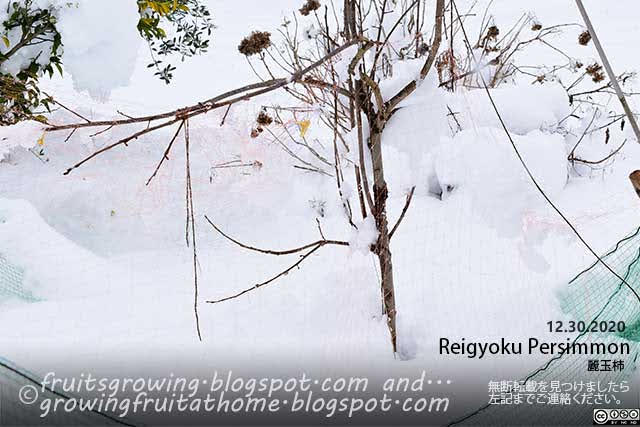 麗玉柿の木に雪が積もった様子