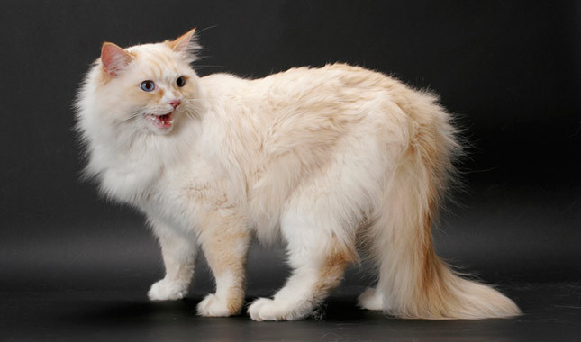 Foto Kucing Ragamuffin Si Imut Mirip Ragdoll Foto 