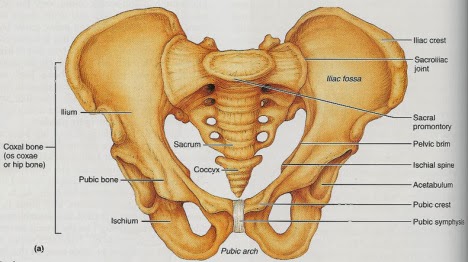 Education Anatomi Fisiologi Organ Reproduksi Wanita 