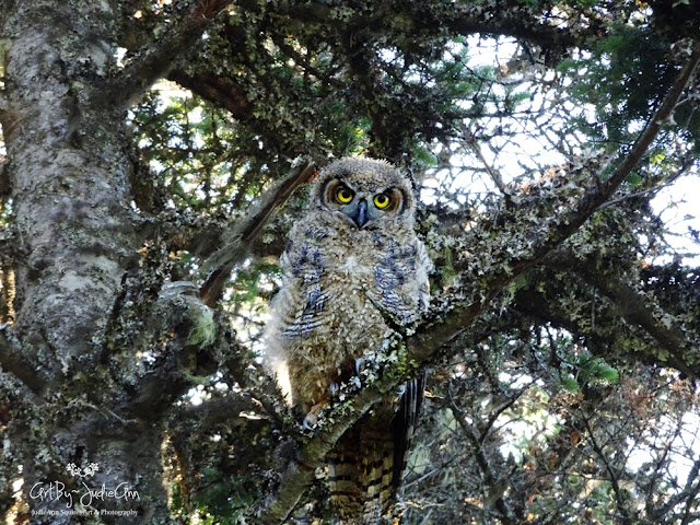 Newfoundland Owls