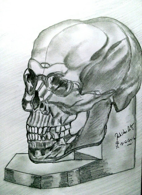 PENCIL DRAWING - HUMAN CRANIUM