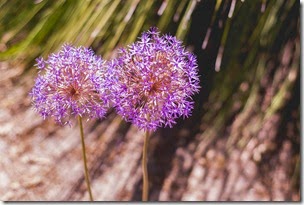 Jardin botanico-17