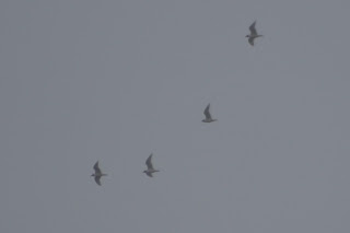 Adult Mediterranean Gulls