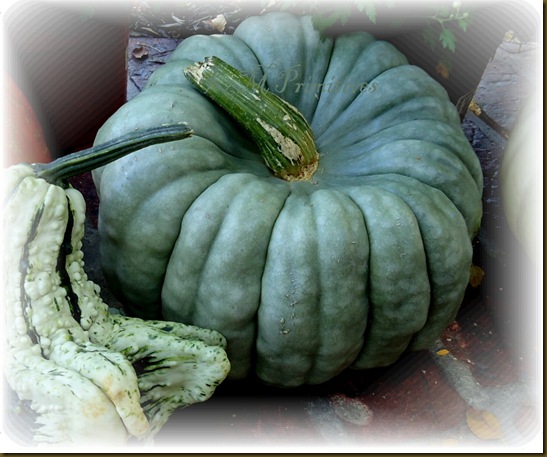 Blue Pumpkin