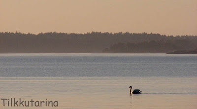 Joutsen uimassa merenrannan läheisyydessä auringon laskiessa.