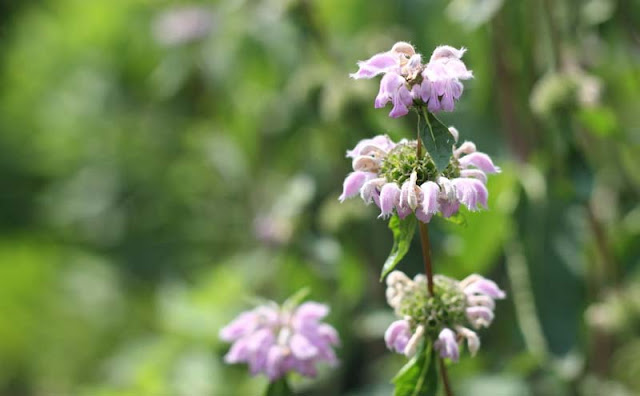 Jerusalem Sage Flowers