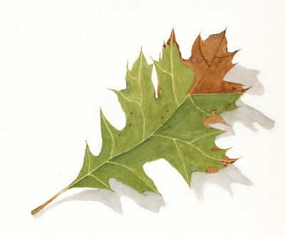 Red Oak Leaf 1