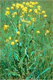 Mustards Plant | Genera Brassica Sinapis 