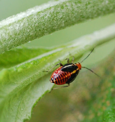 Poecilocapsus lineatus, nymph