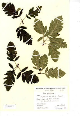 Хедлундия ложнофинская / Рябина ложнофинская (Hedlundia pseudofennica, =Sorbus pseudofennica)