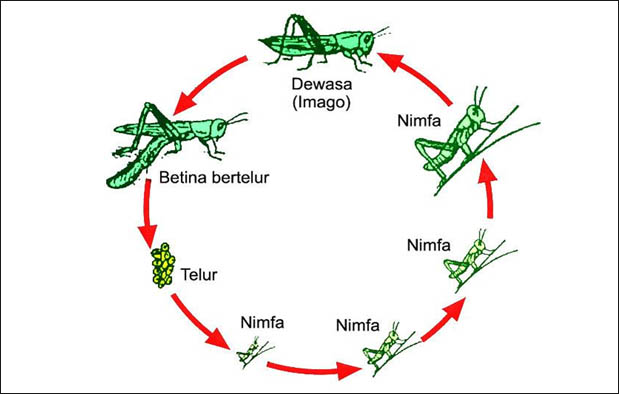  Daur  Hidup  Makhluk Hidup  Pembelajaran IPA Kelas  4  SD 