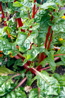 august-in-the-garden-chard