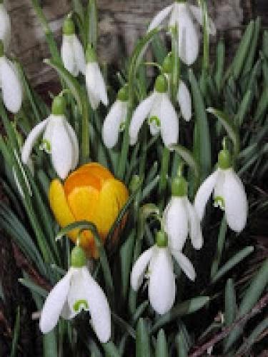 Crocuses For Love Insight And Magic