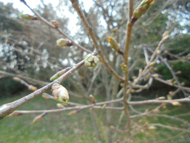 ソメイヨシノ桜の蕾