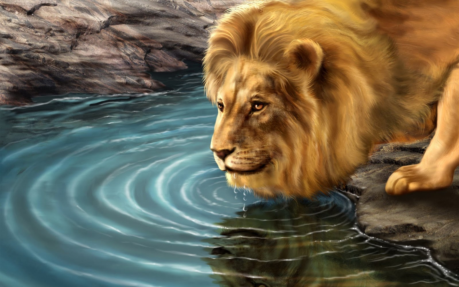 Lion HD Wallpapers Free Pictures Download Photos HD