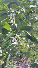 Lime Tree. Share NOW. #fruittree #eclecticredbarn #limes