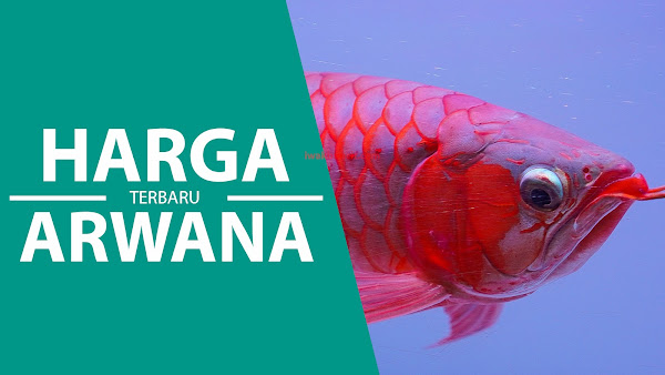 Update Harga 12 Jenis Ikan Arwana Terbaru yang Paling Populer di Indonesia: 2 Diantaranya Paling Dicari