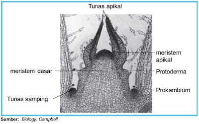 Struktur jaringan meristem pada ujung batang tumbuhan