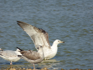 2nd winter Caspian Gull flying