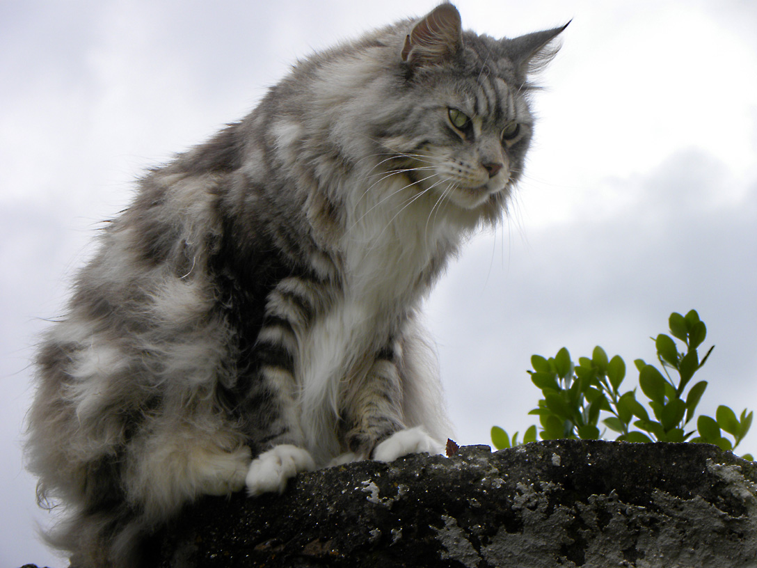 maine coon cats