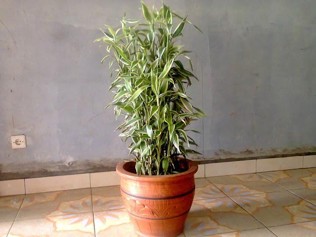 Hasil gambar untuk tanaman hias bambu sri rejeki belang