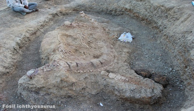 Fosil Ichthyosaurus Ditemukan di Samping Mangsanya