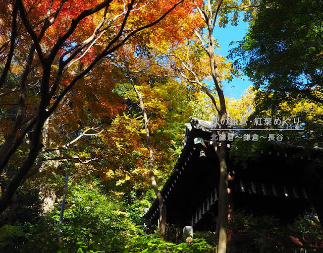 鎌倉の紅葉巡り：妙本寺