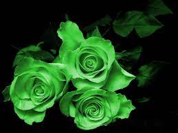 সবুজ গোলাপ ফুলের ছবি - Pictures of green roses