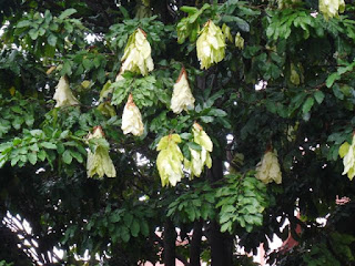 Jual pohon sapu tangan ( maniiltoa gemmipara ) aneka pohon pelindung sekaligus penghias