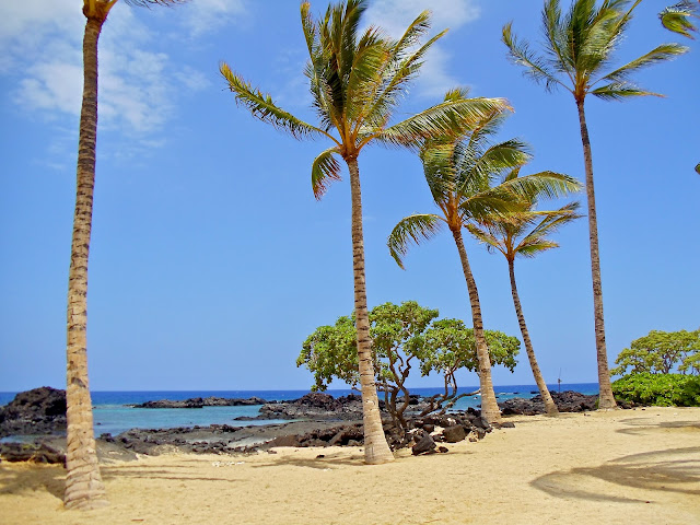 hawaii, kona, beach, ocean, palm trees, nature, beauty