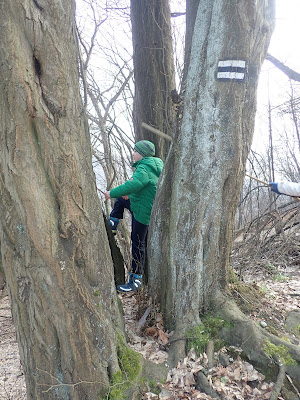 Ojcowski Park Narodowy, Dolina Sąspowska, grzyby 2019, grzyby zimowe, grzyby w Ojcowie