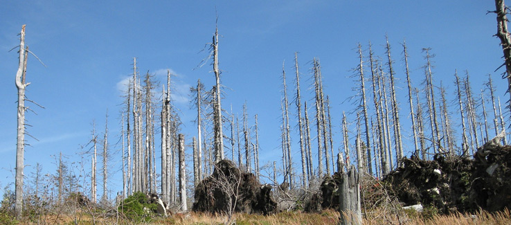 Global warming tree removal Atlanta